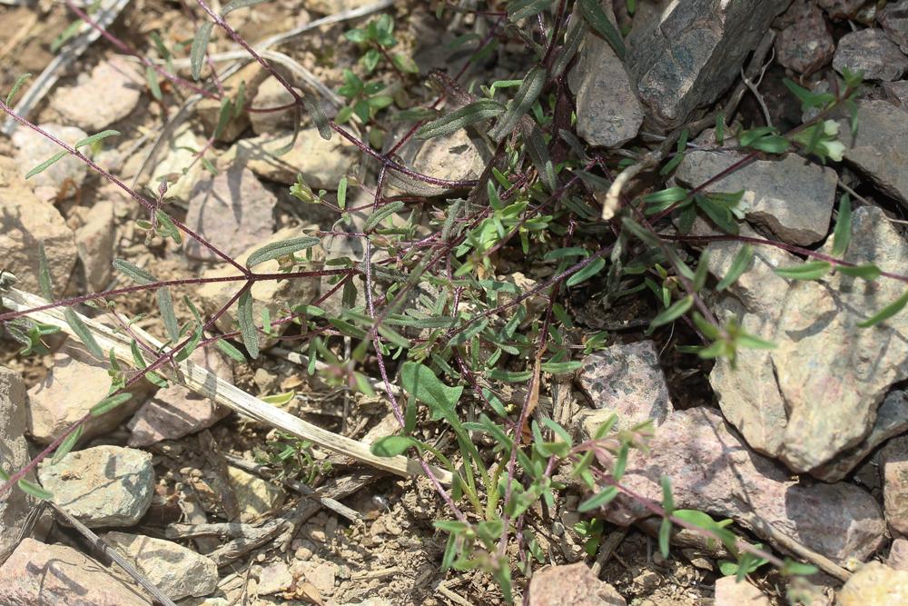 Euphraise de Corse, Odontitès de Corse Odontites corsicus (Loisel.) G.Don, 1838