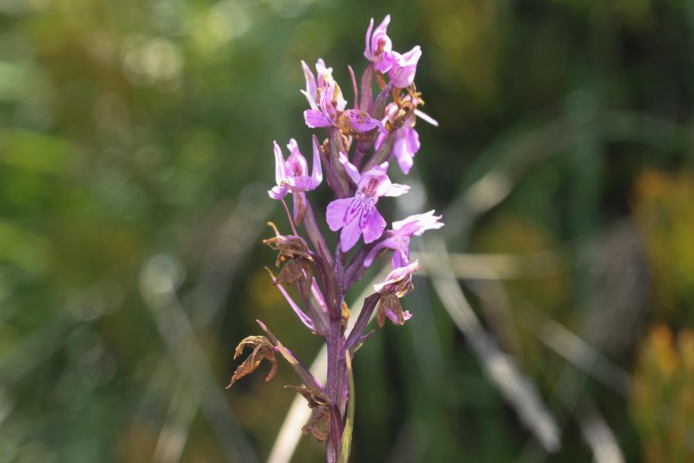 Dactylorhize à sac, Orchis à sac Dactylorhiza saccifera (Brongn.) Soó, 1962