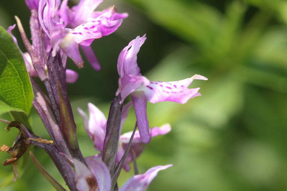 Dactylorhize à sac, Orchis à sac Dactylorhiza saccifera (Brongn.) Soó, 1962