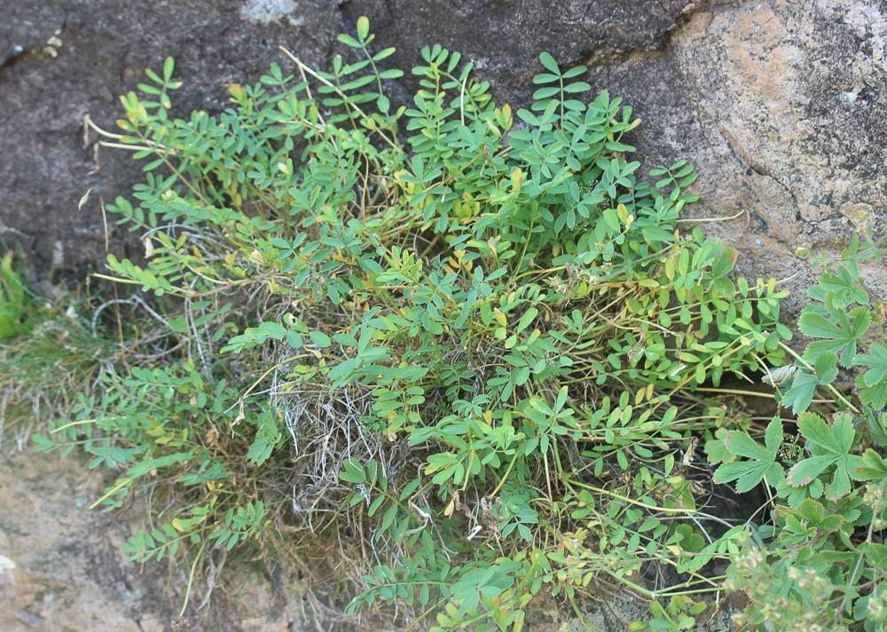 Hippocrepis conradiae Gamisans & Hugot, 2011
