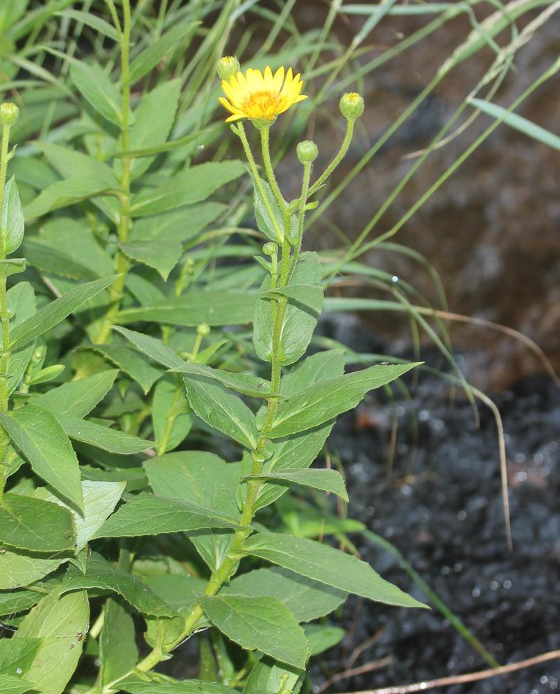 Doronic de Corse Doronicum corsicum (Loisel.) Poir., 1812