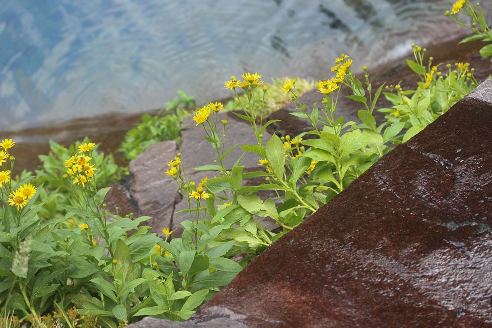 Doronic de Corse Doronicum corsicum (Loisel.) Poir., 1812