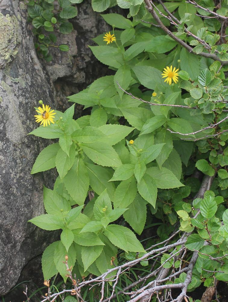 Doronic de Corse Doronicum corsicum (Loisel.) Poir., 1812