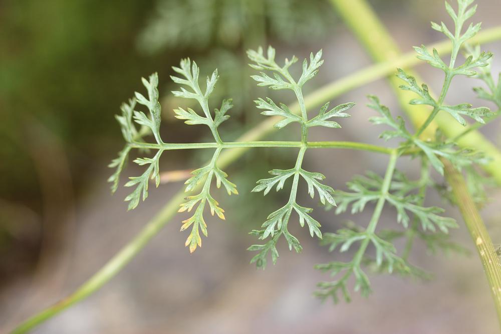 Laser de Corse, Laser à feuilles de petite ciguë Laserpitium halleri subsp. cynapiifolium (Viv. ex DC.) P.Fourn., 1937