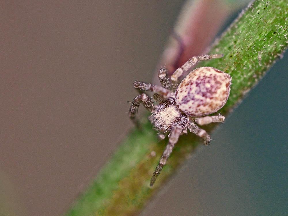  Philodromus 