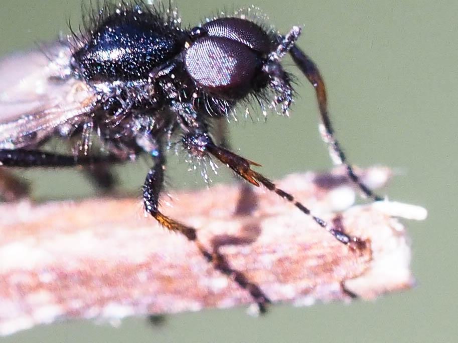  Bibionidae 