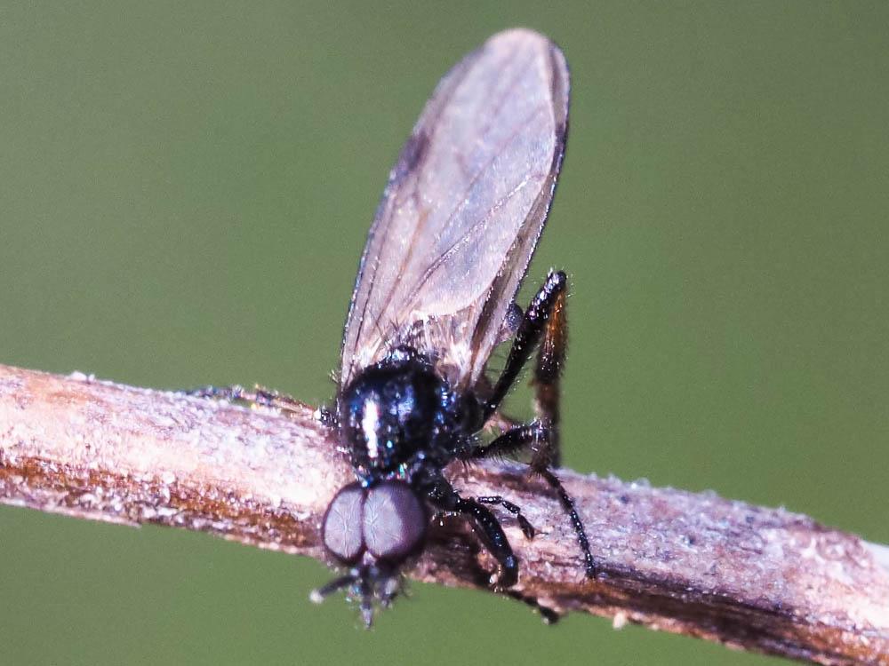 Bibionidae
