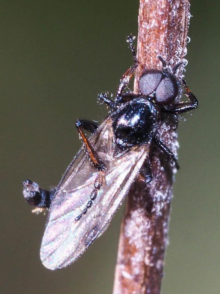  Bibionidae 