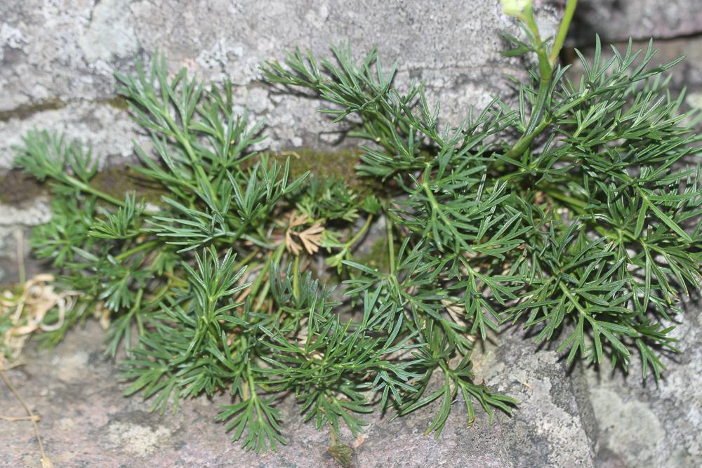 Faux-ammi fluet, Faux-ammi grêle Ammoides pusilla (Brot.) Breistr., 1947