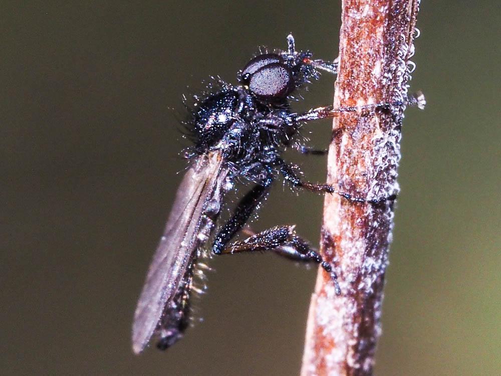Bibionidae