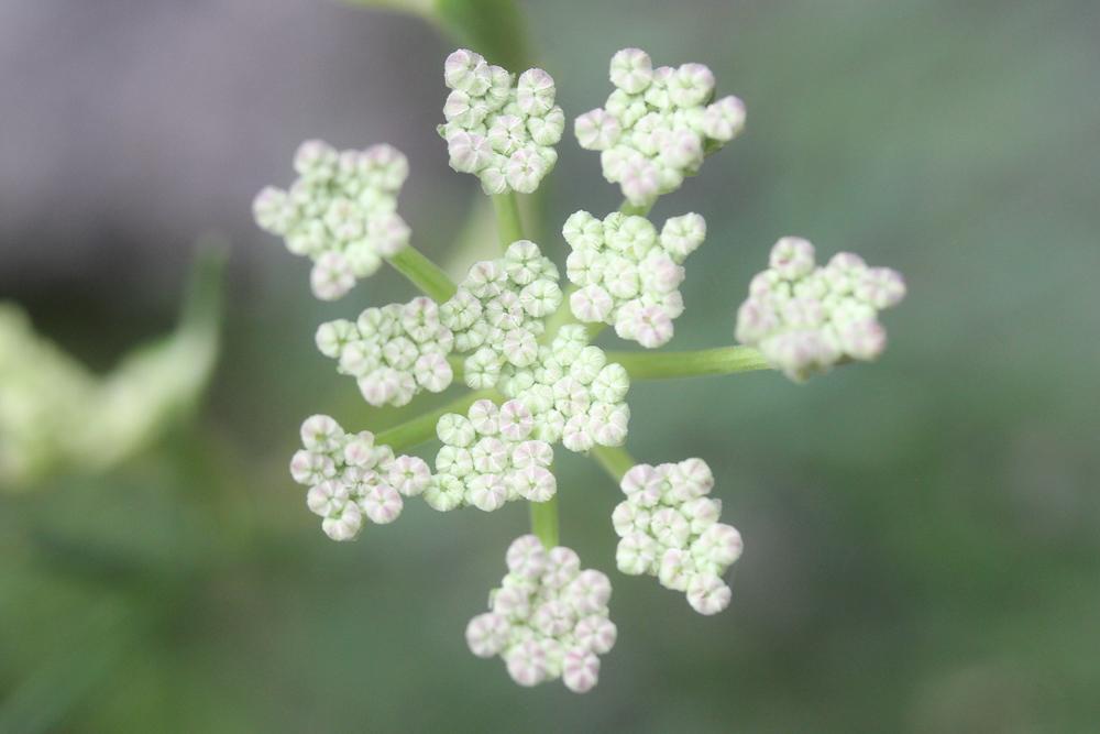 Faux-ammi fluet, Faux-ammi grêle Ammoides pusilla (Brot.) Breistr., 1947