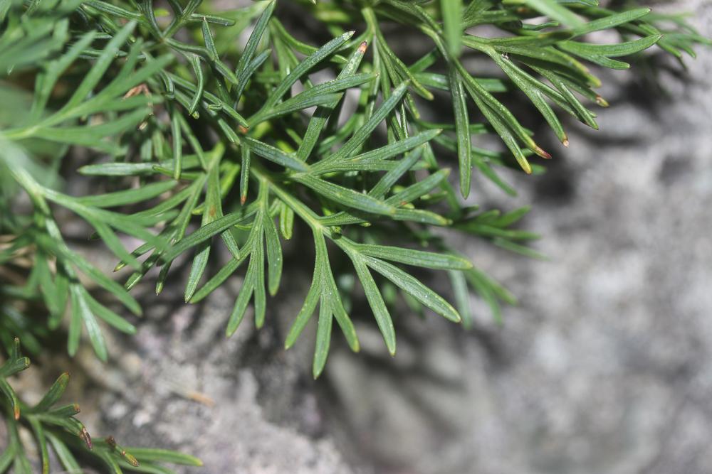 Faux-ammi fluet, Faux-ammi grêle Ammoides pusilla (Brot.) Breistr., 1947