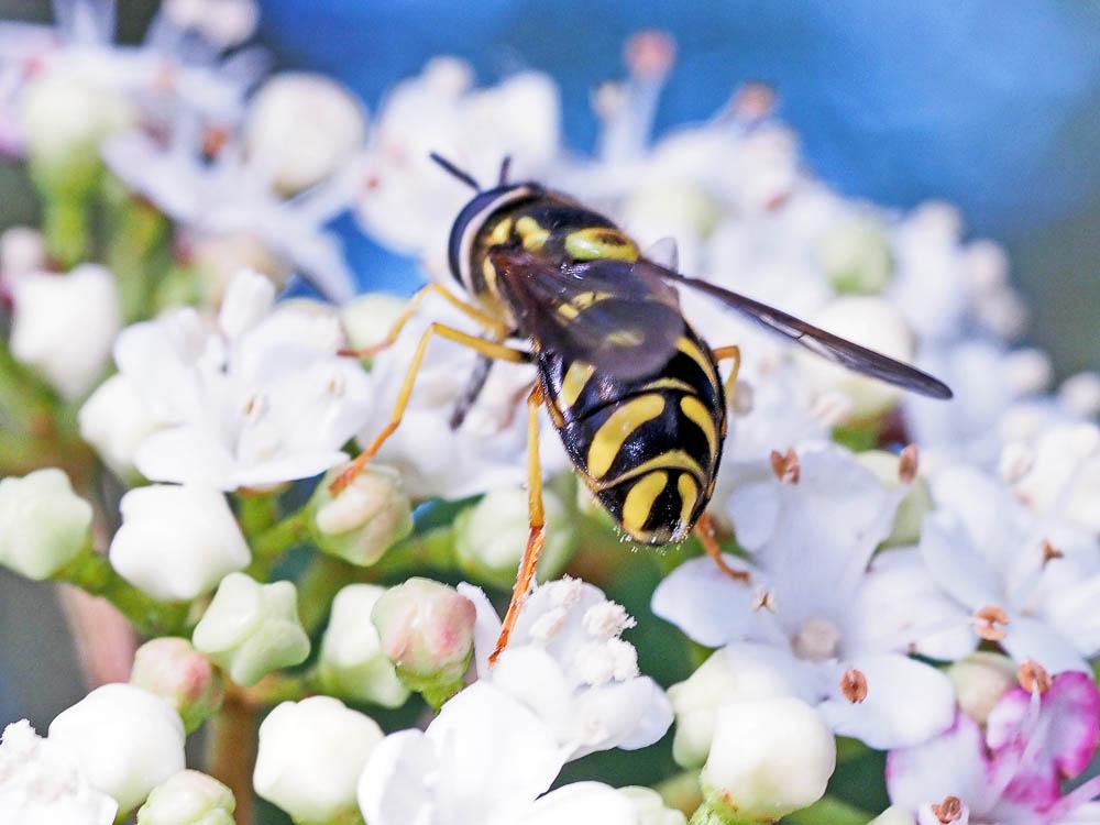 Chrysotoxum cautum (Harris, 1776)