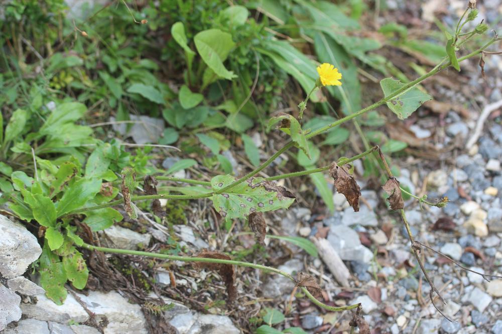 Épervière amplexicaule Hieracium amplexicaule L., 1753