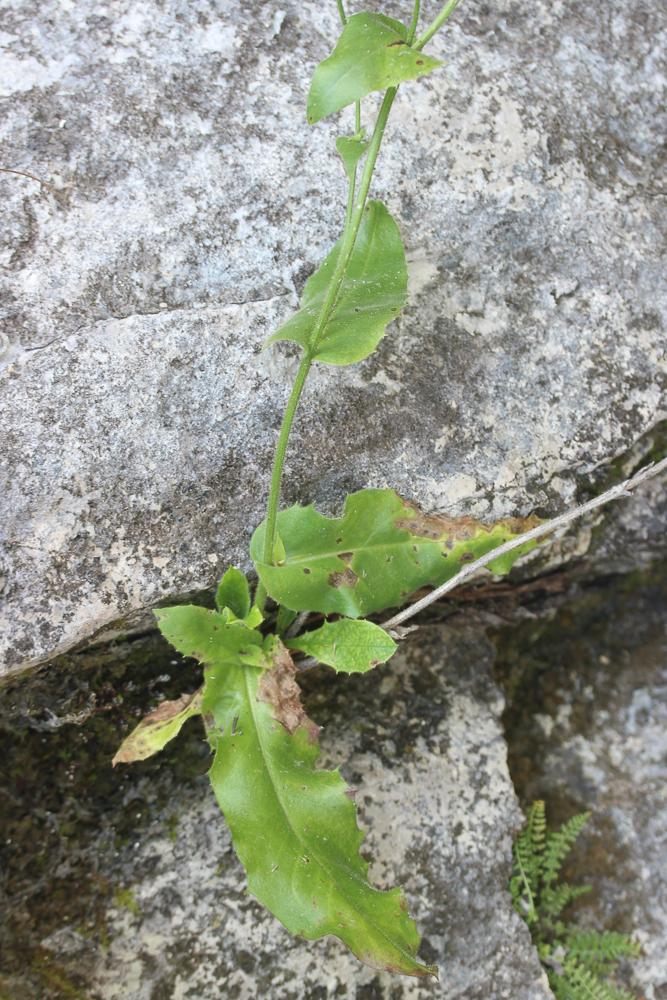 Épervière amplexicaule Hieracium amplexicaule L., 1753