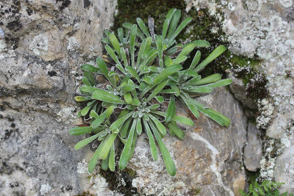 Saxifrage à feuilles en languette Saxifraga callosa Sm., 1791