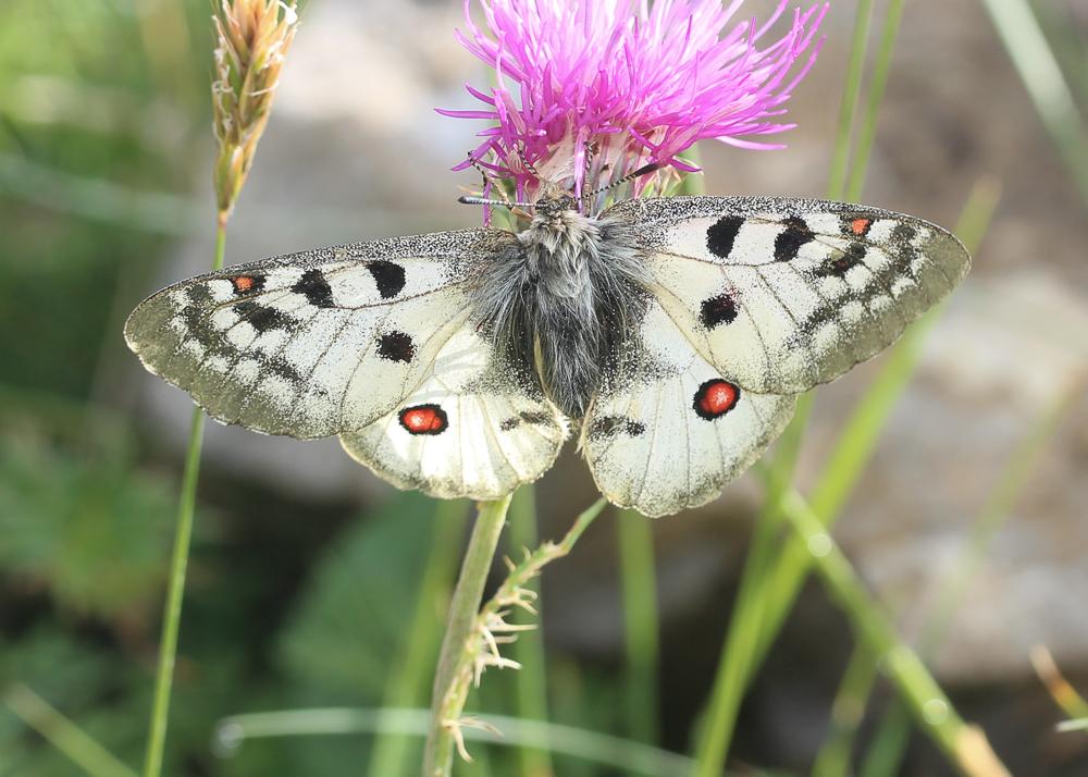 Petit apollon Parnassius corybas Fischer de Waldheim, 1823