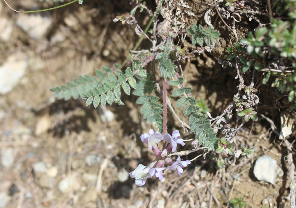Oxytropis de Suisse, Oxytropis de Gaudin Oxytropis helvetica Scheele, 1843