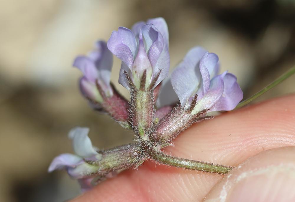 Oxytropis de Suisse, Oxytropis de Gaudin Oxytropis helvetica Scheele, 1843
