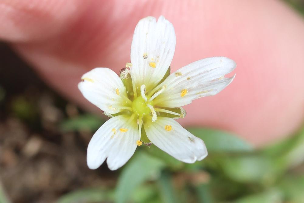 Céraiste faux céraiste, Stellaire faux Céraiste Cerastium cerastoides (L.) Britton, 1894