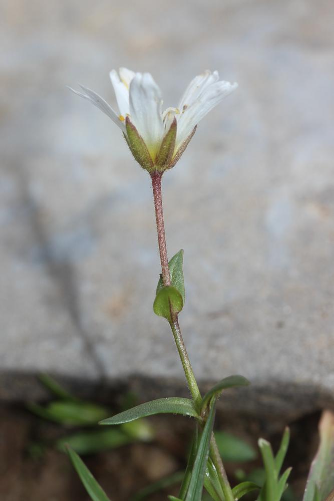 Céraiste faux céraiste, Stellaire faux Céraiste Cerastium cerastoides (L.) Britton, 1894