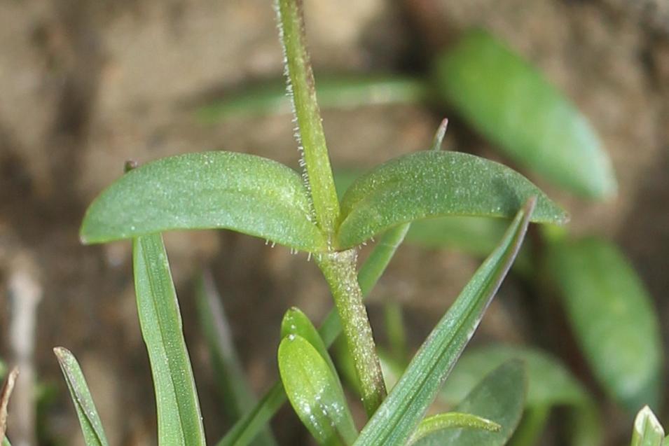 Céraiste faux céraiste, Stellaire faux Céraiste Cerastium cerastoides (L.) Britton, 1894