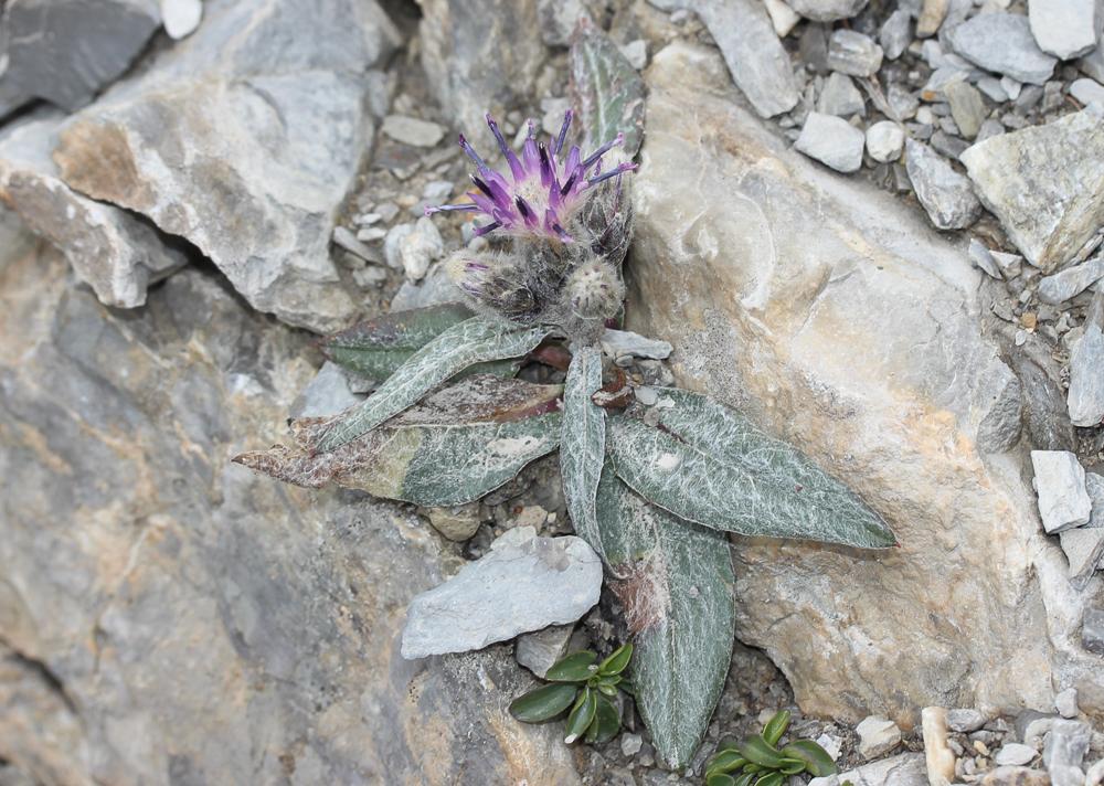 Saussurée basse Saussurea alpina subsp. depressa (Gren.) Gremli, 1878