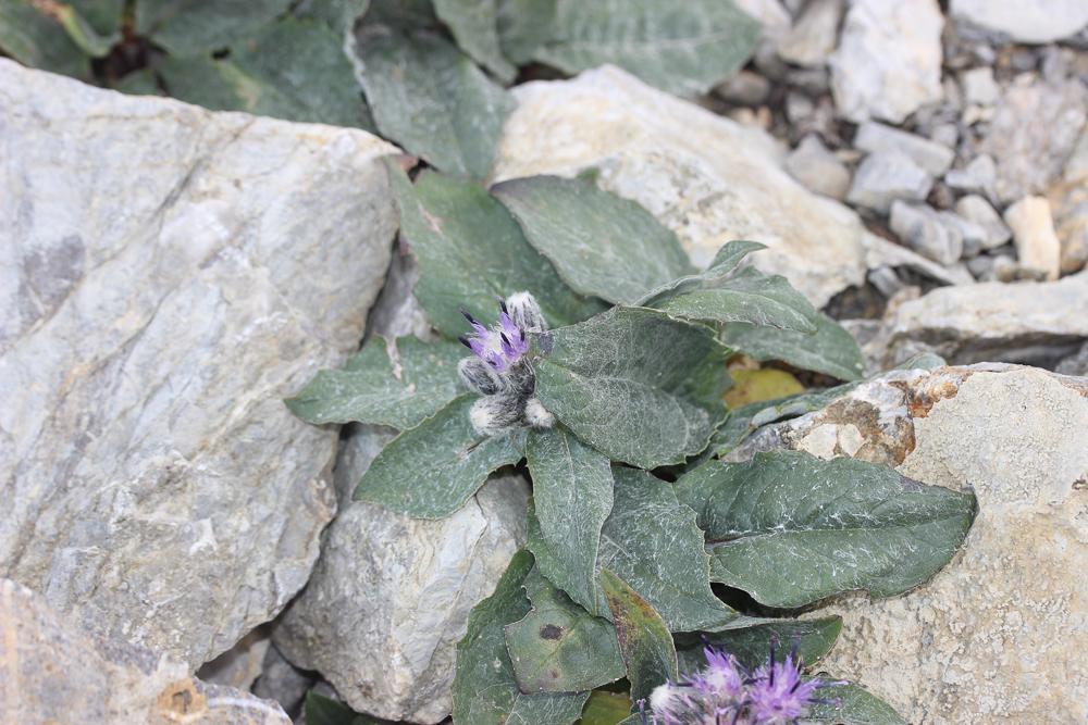 Saussurée basse Saussurea alpina subsp. depressa (Gren.) Gremli, 1878