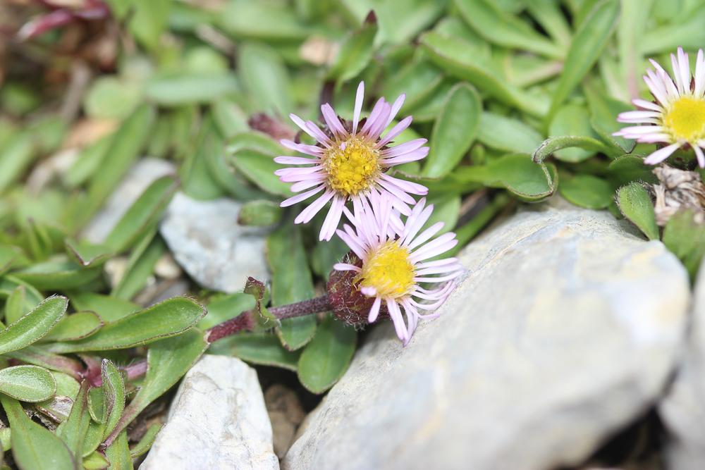 Vergerette à une tête Erigeron uniflorus L., 1753