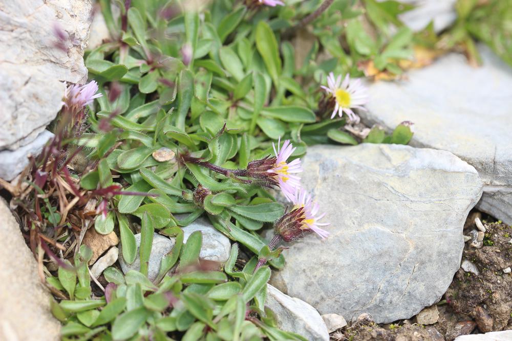 Vergerette à une tête Erigeron uniflorus L., 1753