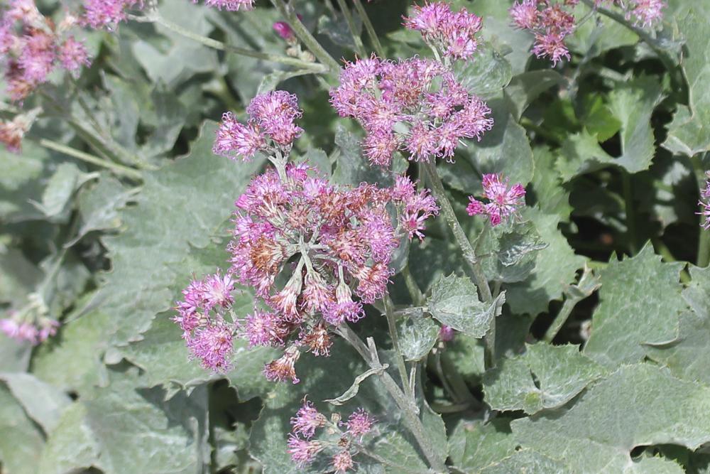 Adenostyle à fleurs blanches, Adénostyle à feuille Adenostyles leucophylla (Willd.) Rchb., 1831