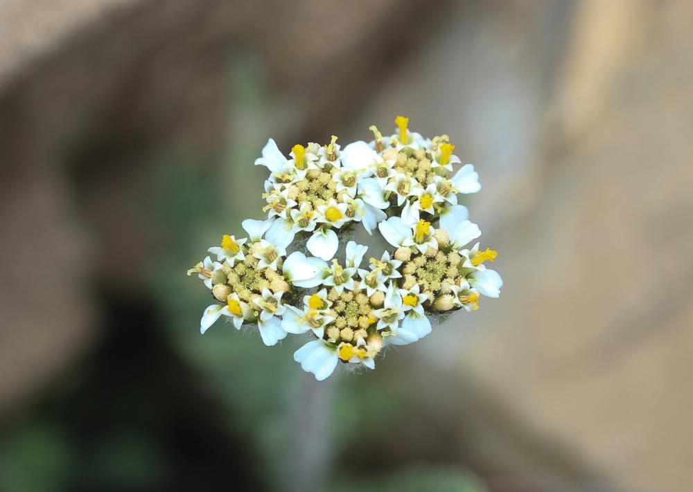 Achillée naine, Faux Génépi Achillea nana L., 1753