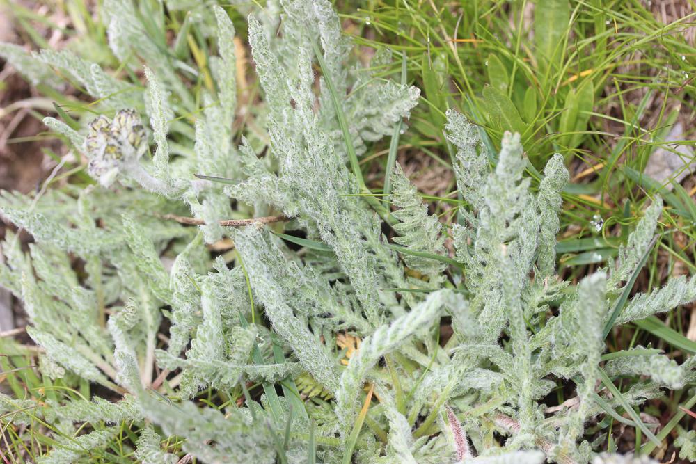 Achillée naine, Faux Génépi Achillea nana L., 1753