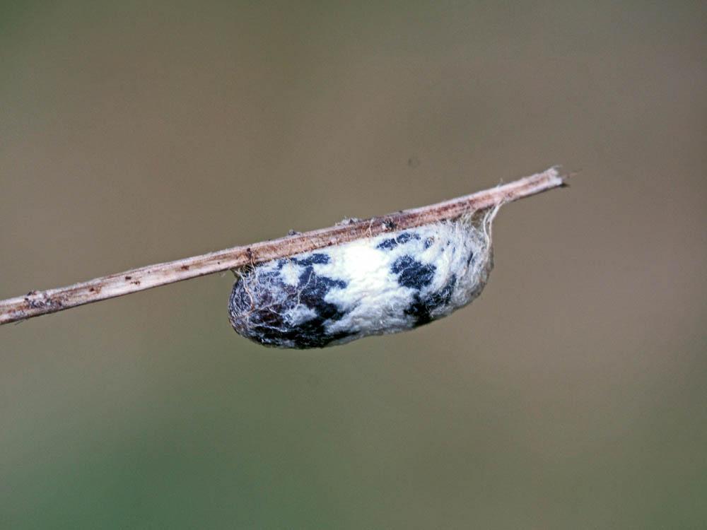 Campopleginae Förster, 1869