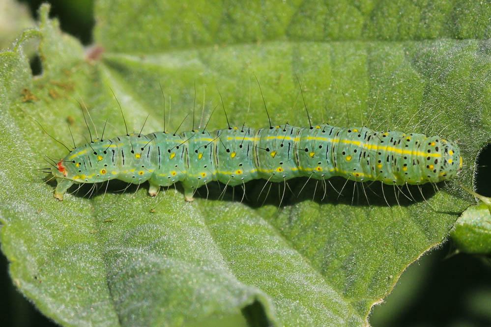 Xanthode de la Lavathère (La) Pardoxia graellsi (Feisthamel, 1837)