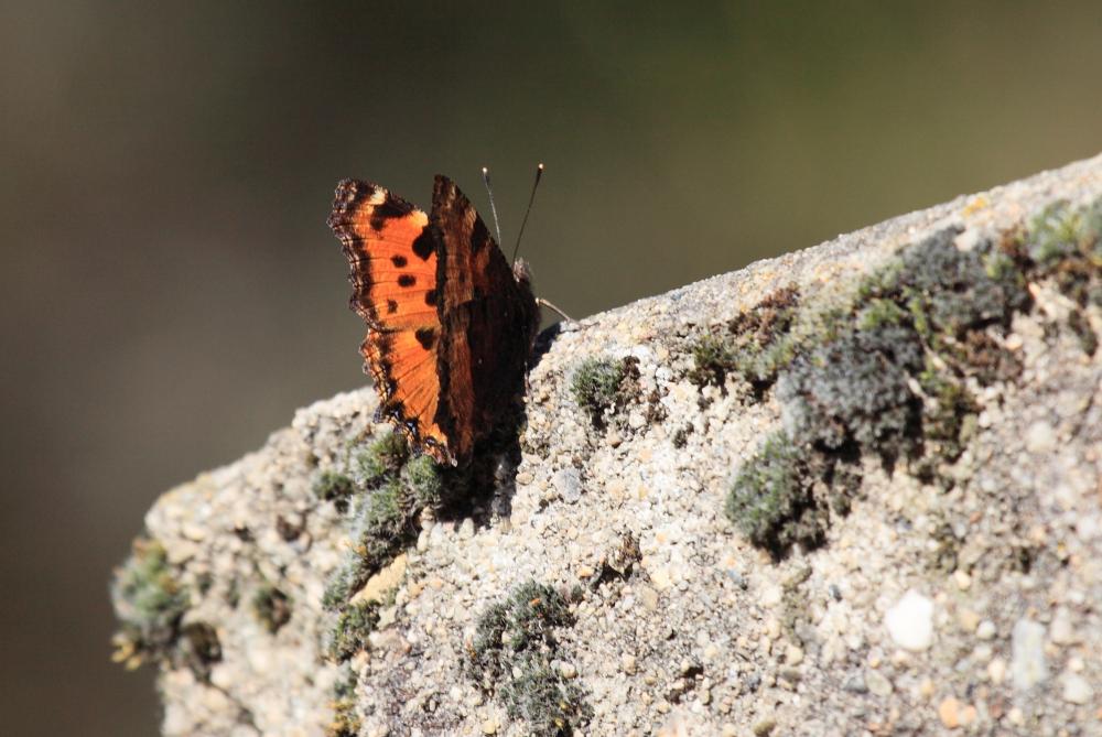 Grande Tortue (La), Vanesse de l'Orme (La), Grand- Nymphalis polychloros (Linnaeus, 1758)