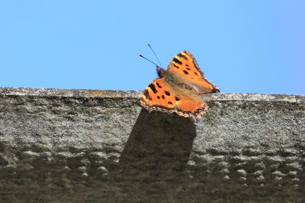 Grande Tortue (La), Vanesse de l'Orme (La), Grand- Nymphalis polychloros (Linnaeus, 1758)