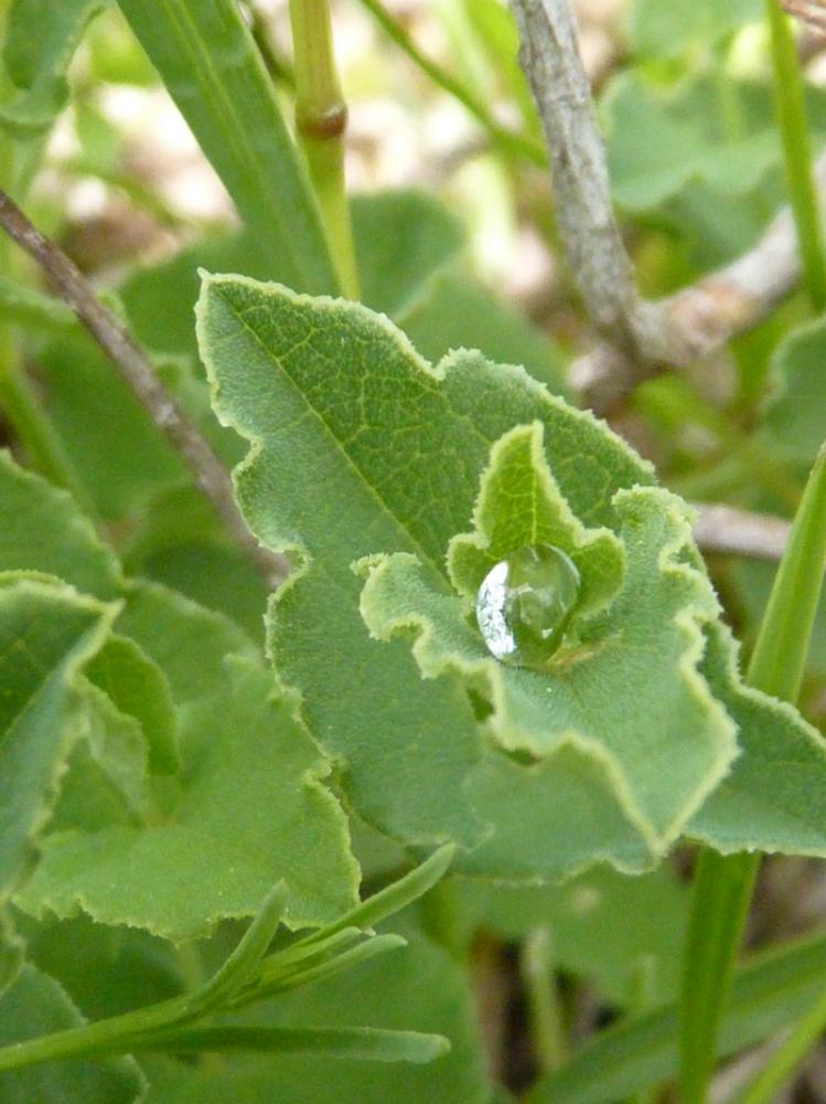 Pistoloche Aristolochia pistolochia L., 1763