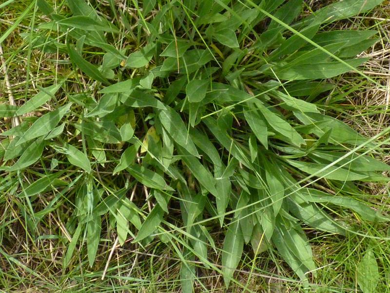 Centaurée jacée, Tête de moineau, Ambrette Centaurea jacea L., 1753