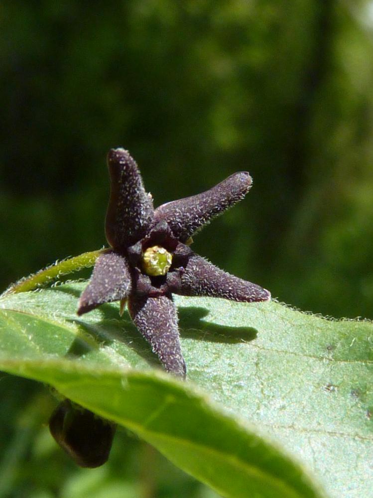 Dompte-venin noir Vincetoxicum nigrum (L.) Moench, 1802