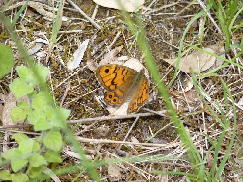 Mégère (La), Satyre (Le) Lasiommata megera (Linnaeus, 1767)