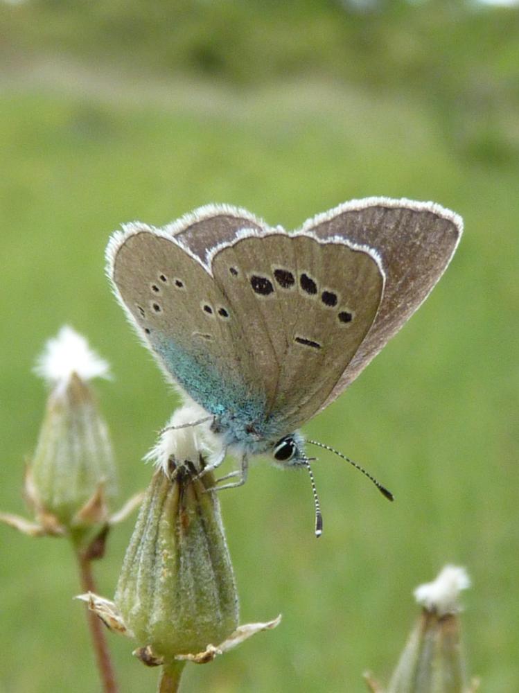 Azuré des Cytises (L') Glaucopsyche alexis (Poda, 1761)