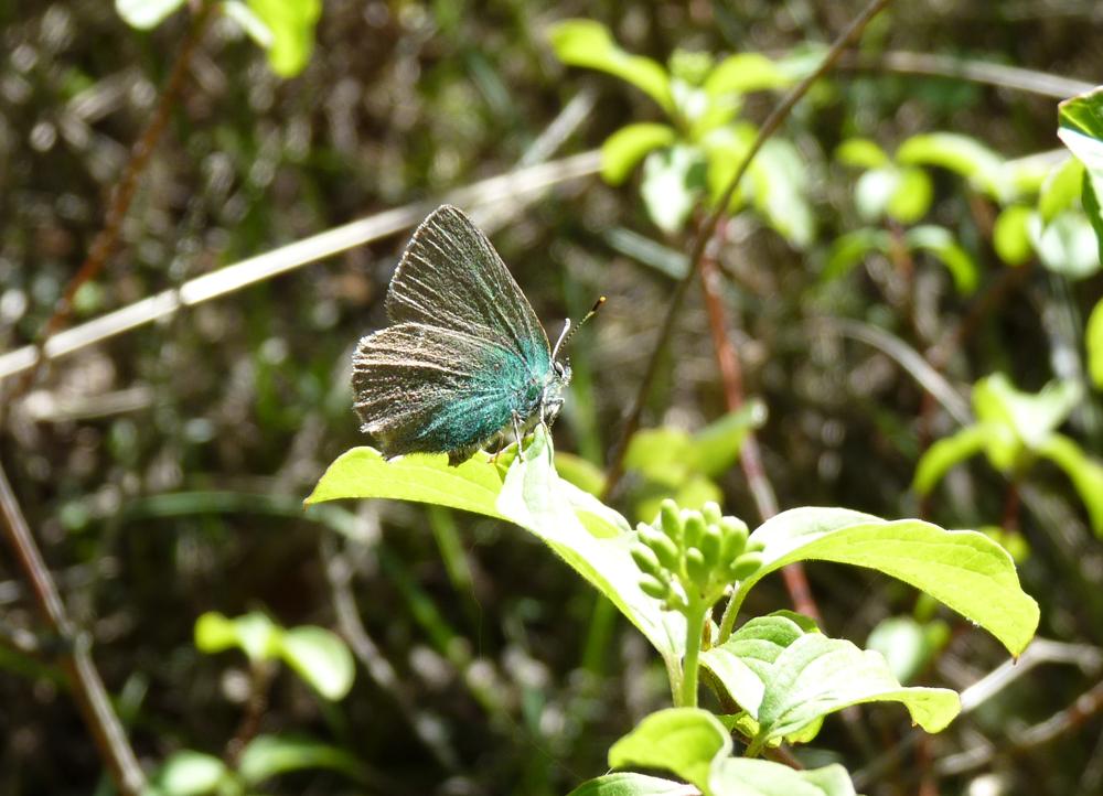 Thécla de la Ronce (La), Argus vert (L') Callophrys rubi (Linnaeus, 1758)