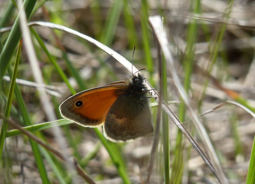 Fadet commun (Le), Procris (Le), Petit Papillon de Coenonympha pamphilus (Linnaeus, 1758)