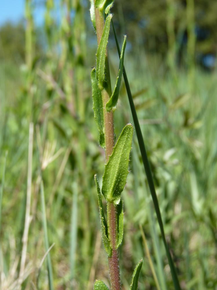 Arabette à fruits aplatis, Arabette des bois Arabis planisiliqua (Pers.) Rchb., 1838