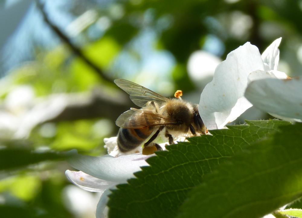 Abeille domestique, Abeille européenne, Abeille me Apis mellifera Linnaeus, 1758