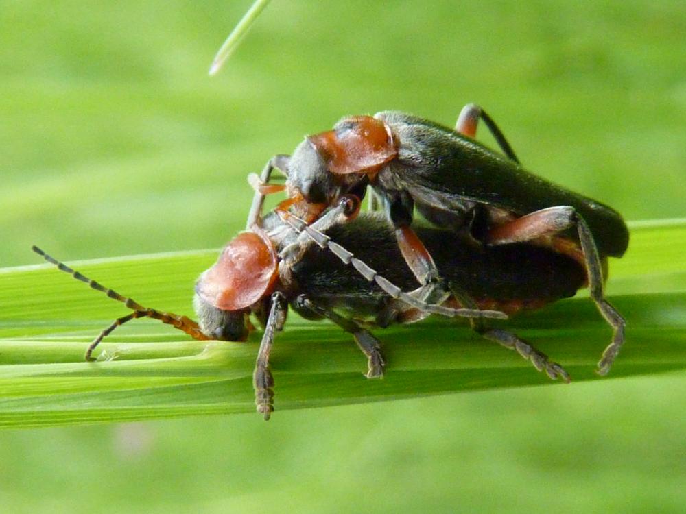 Téléphore moine, Cantharide rustique Cantharis rustica Fallén, 1807