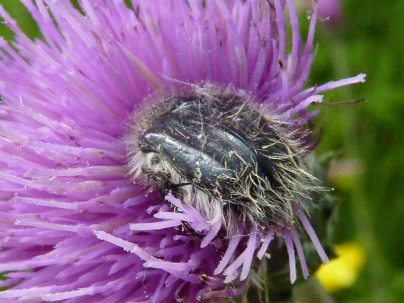 Tropinota hirta (Poda, 1761)