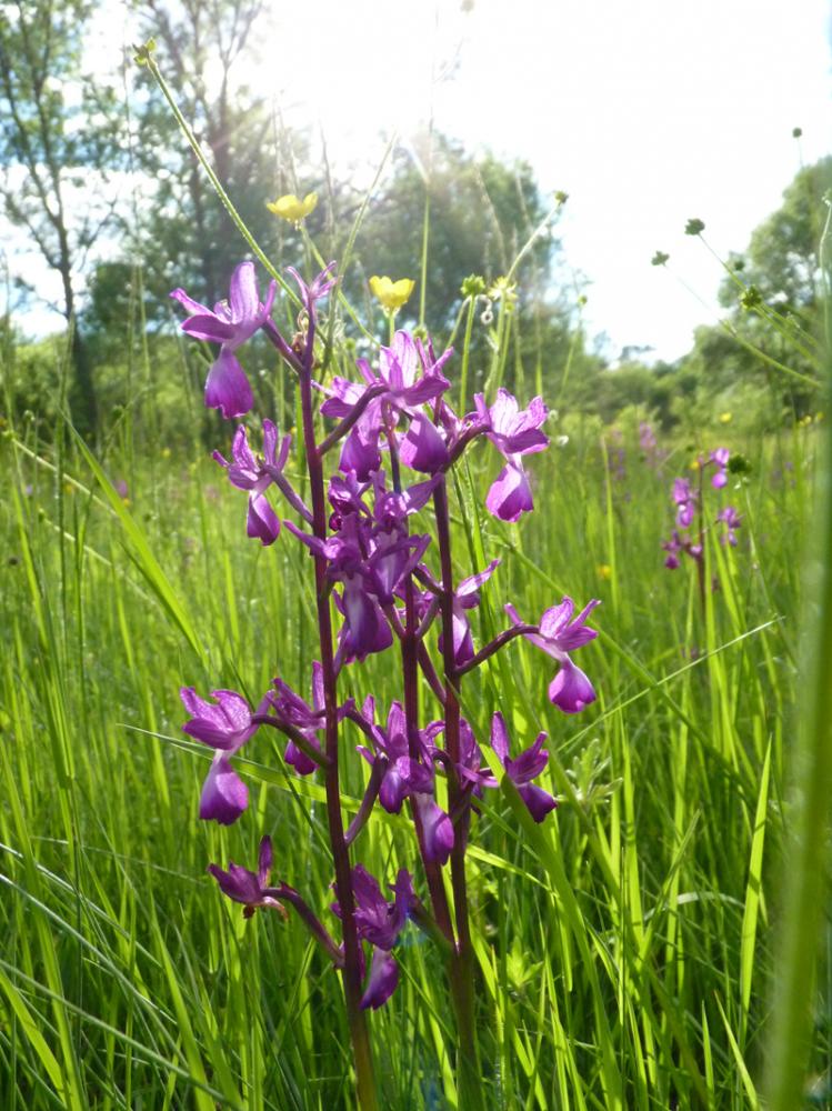 Orchis à fleurs lâches Anacamptis laxiflora (Lam.) R.M.Bateman, Pridgeon & M.W.Chase, 1997