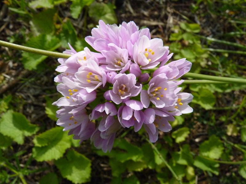 Ail rose Allium roseum L., 1753